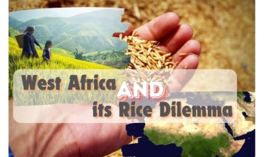 West Africa's Rice Conundrum by Vivek Gahlaut, Co-Founder - Terra Firma Commodities, Dubai UAE